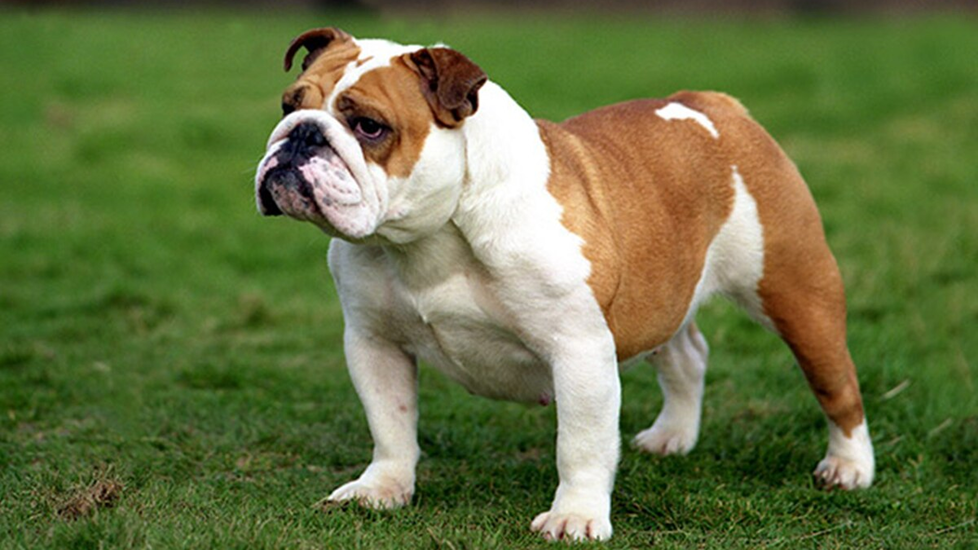 Pitbull